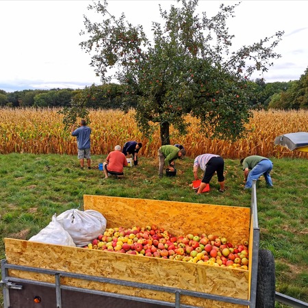 Cueillette de pommes et jus collectif