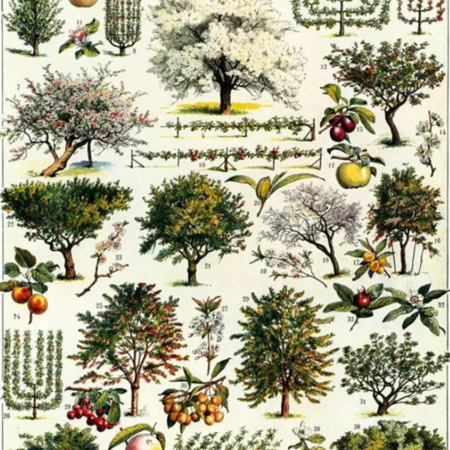 Nouveau verger : et si on choisissait les essences ensemble ?